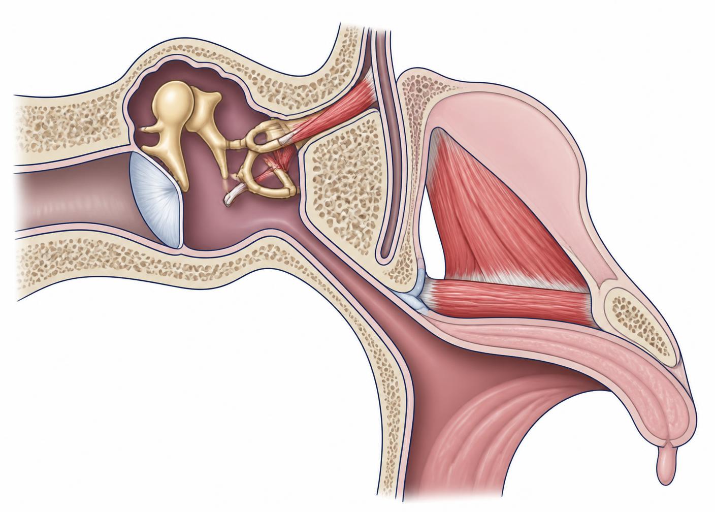 Cross-sectional illustration of the middle ear showing tensor tympani and stapedius muscles alongside the eustachian tube, levator veli palatini and tensor veli palatini